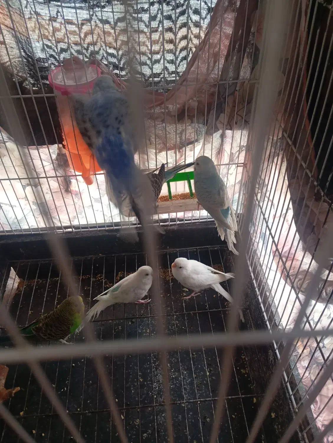 طوطی|پرنده|کاکی, |دیوار