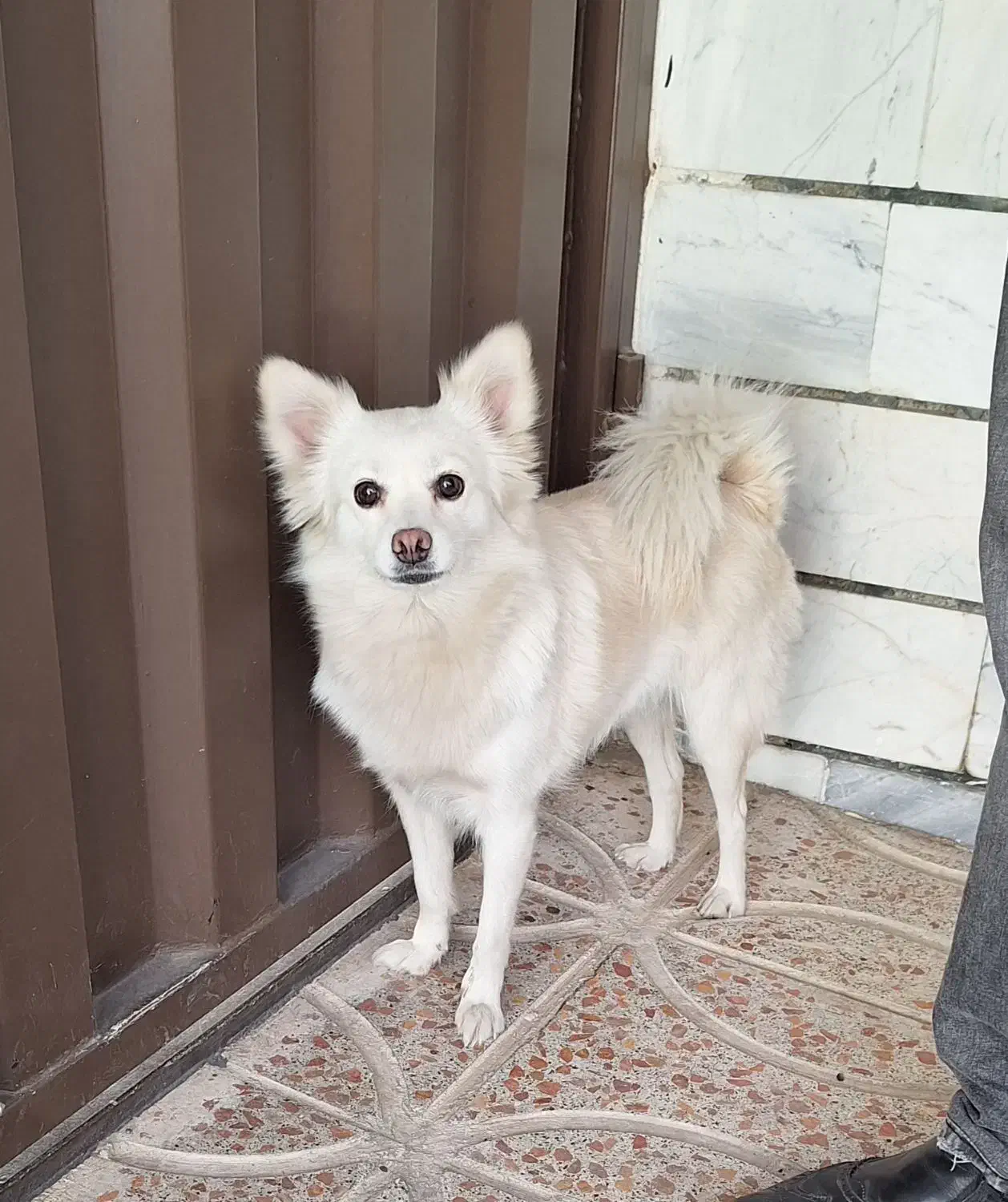 سگ پامرین روباهی|سگ|اندیشه, اندیشه فاز ۲|دیوار