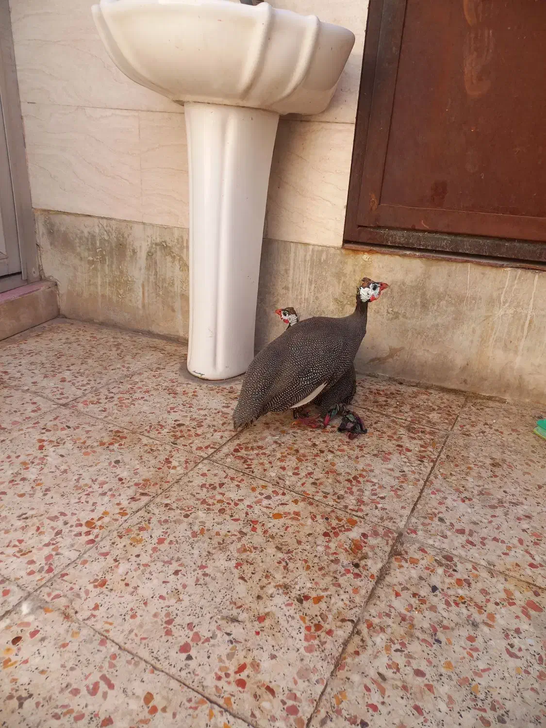 مرغ|حیوانات مزرعه|اهواز, حصیرآباد|دیوار