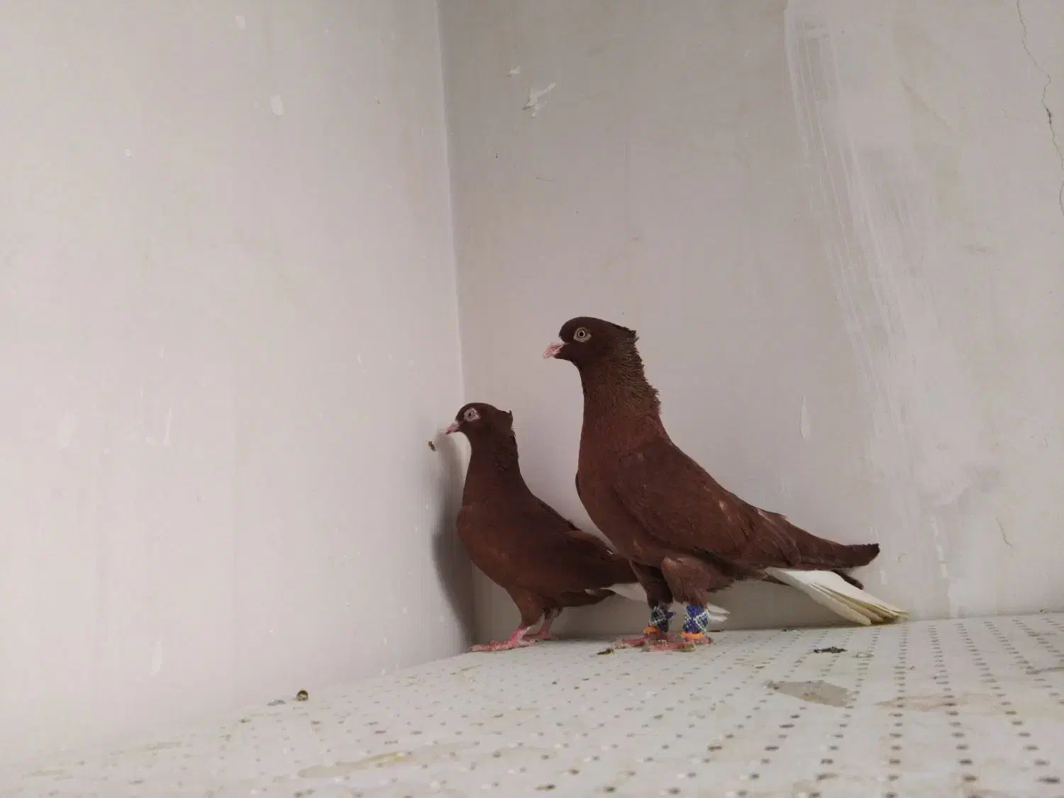 کفتر سرخ دم|پرنده|مشهد, ویلاشهر|دیوار