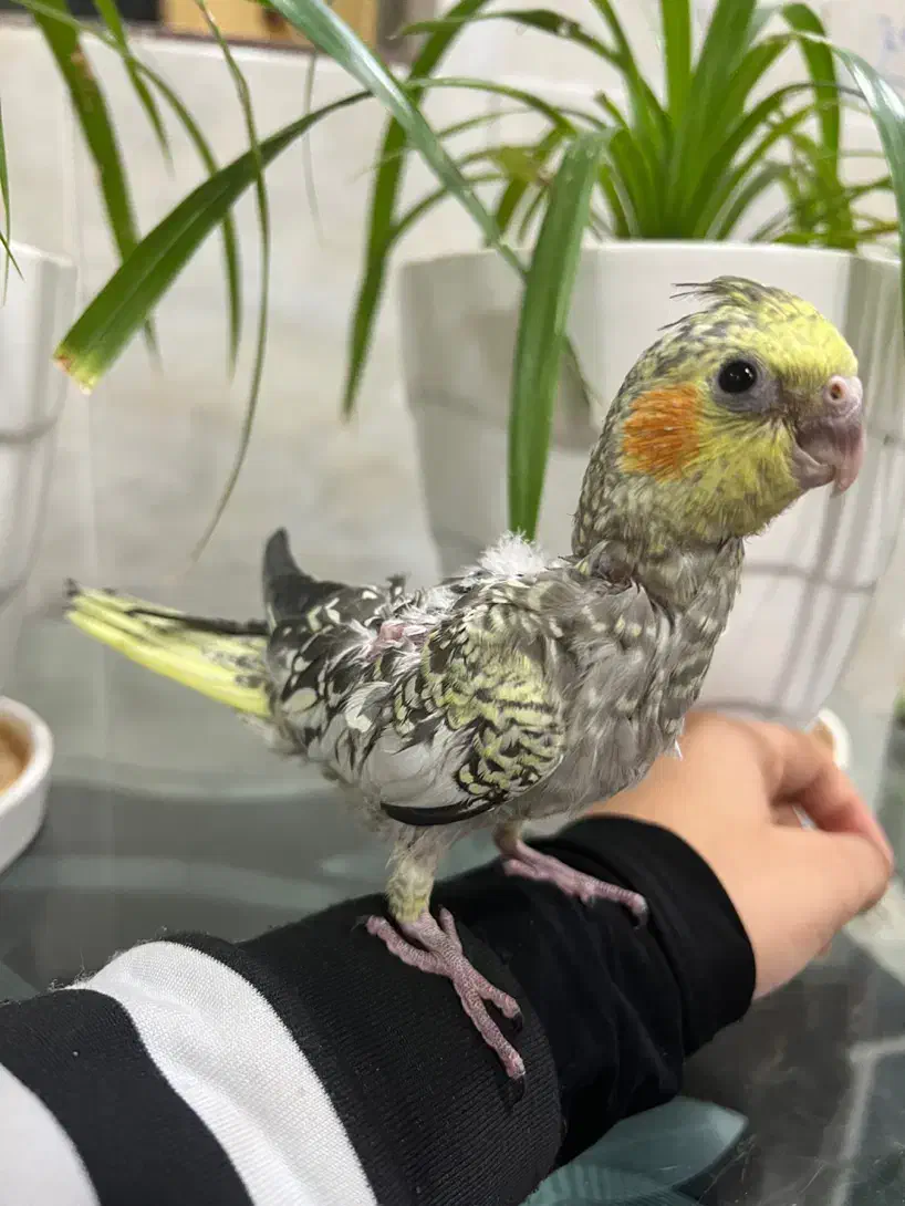 عروس هلندی (گل باقالی)|پرنده|بافق, |دیوار