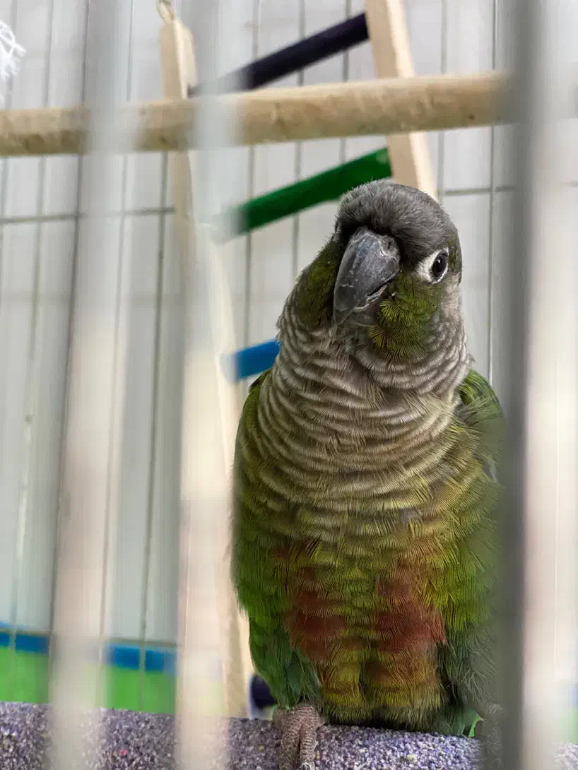 فروش پرنده جفت گرین چیک|پرنده|آمل, |دیوار