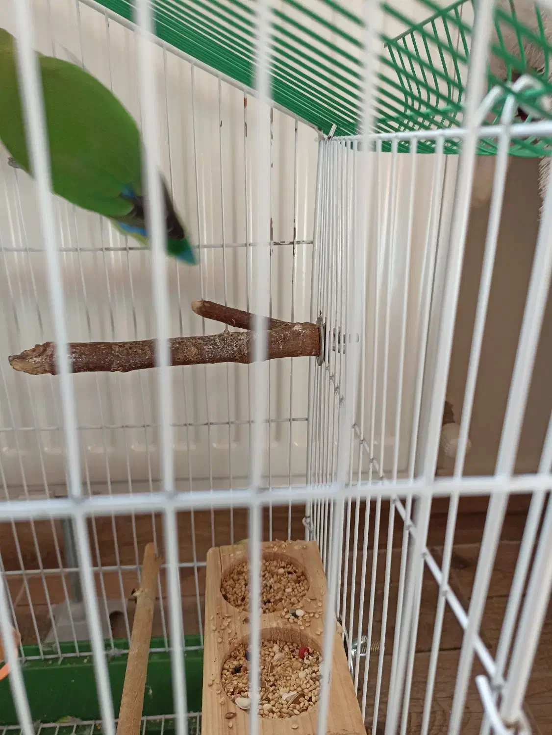 پرنده طوطی|پرنده|رشت, یخسازی|دیوار