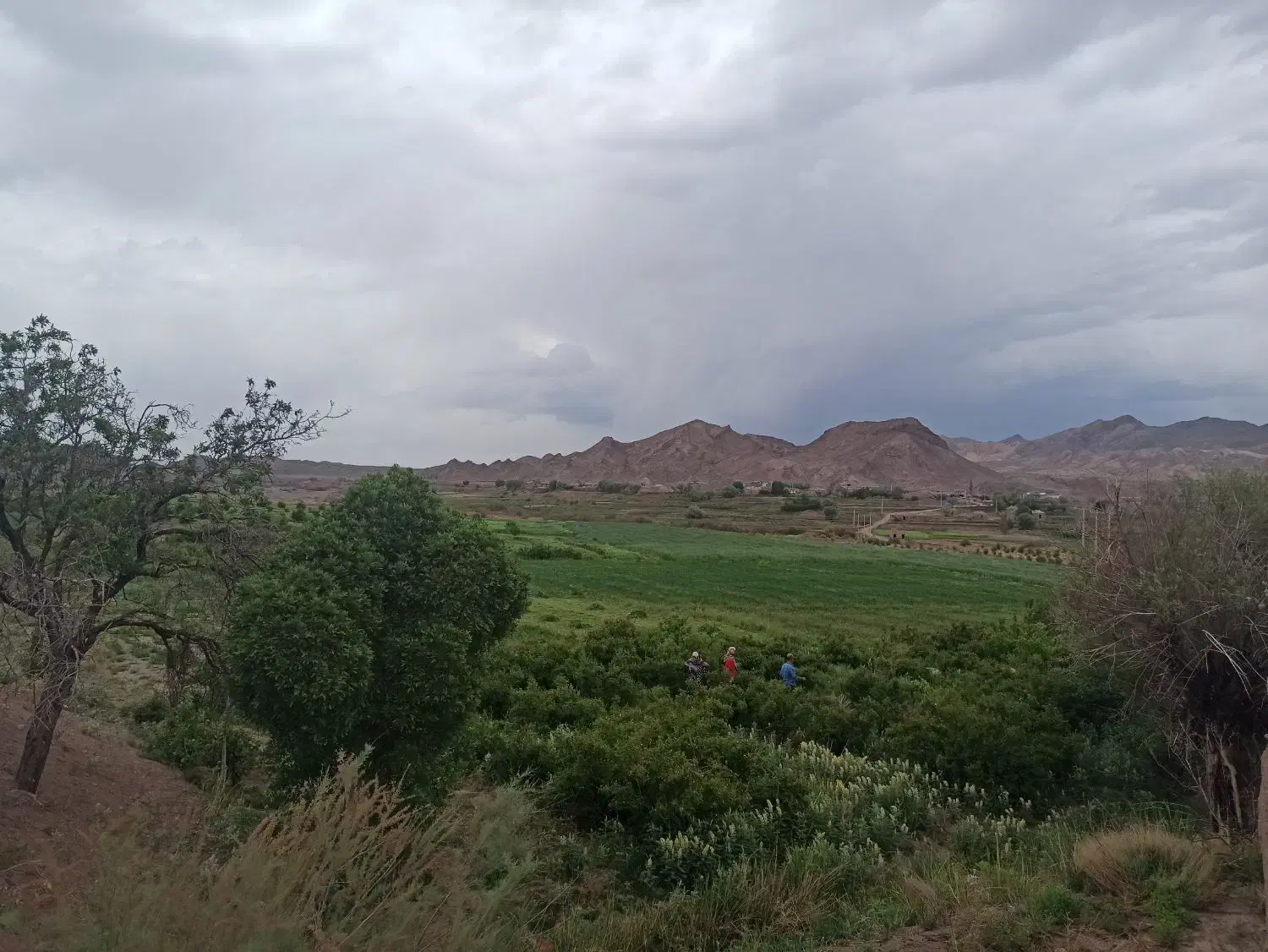 فروش زمین|فروش زمین و ملک کلنگی|بردسیر, |دیوار