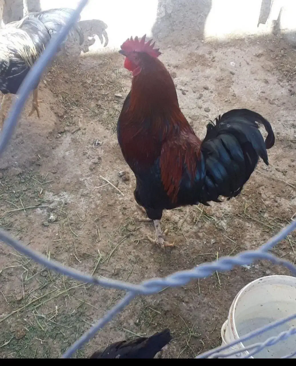 خروس|حیوانات مزرعه|کنگاور, |دیوار