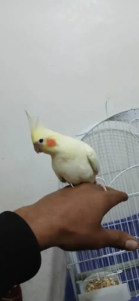 عروس هلندی|پرنده|شادگان, |دیوار