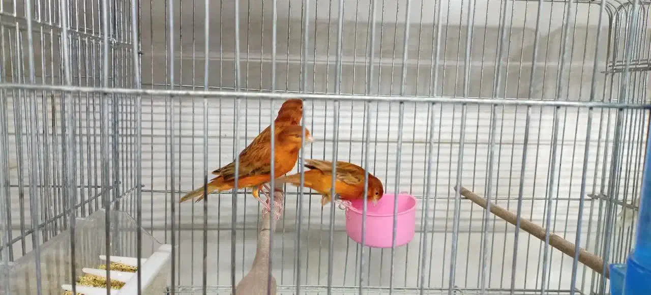 قناری نر و بنگالی و پرنده|پرنده|اصفهان, شهرک کاوه|دیوار