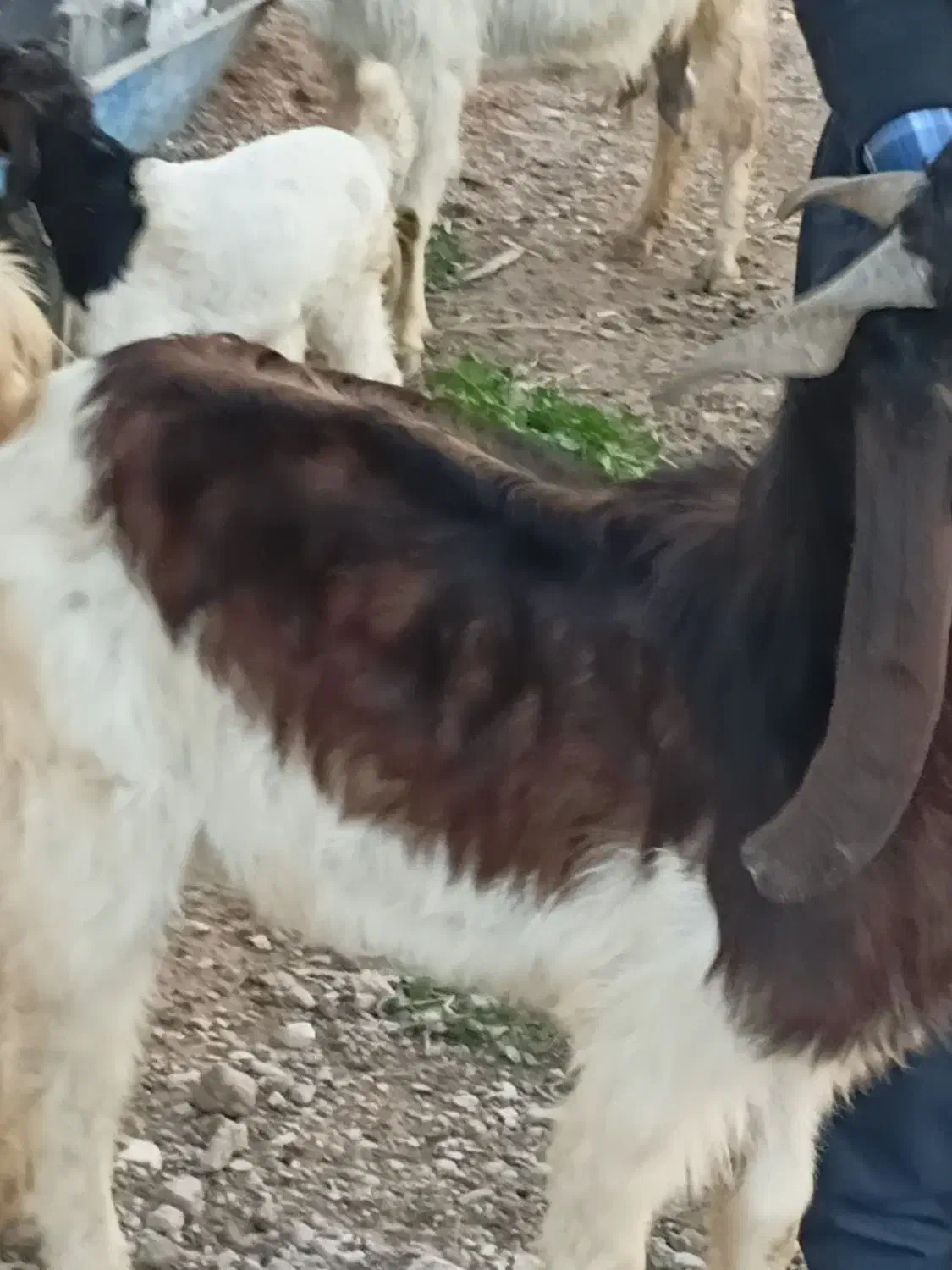 ۵ بز ۲ بیگ ۱بعده|حیوانات مزرعه|شوشتر, |دیوار