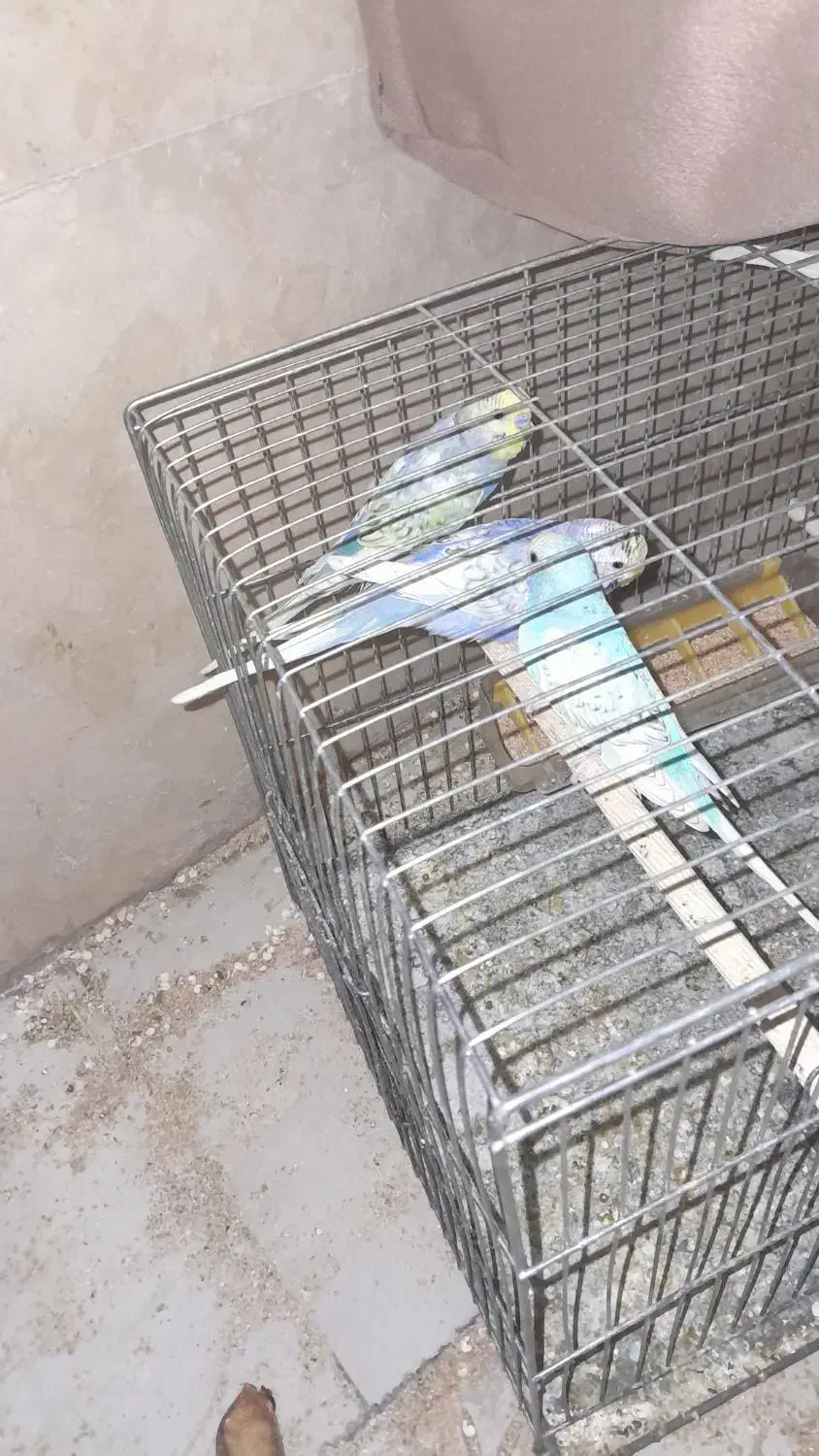 رنگین کمانی مرغ عشق|پرنده|تهران, ائمه اطهار|دیوار