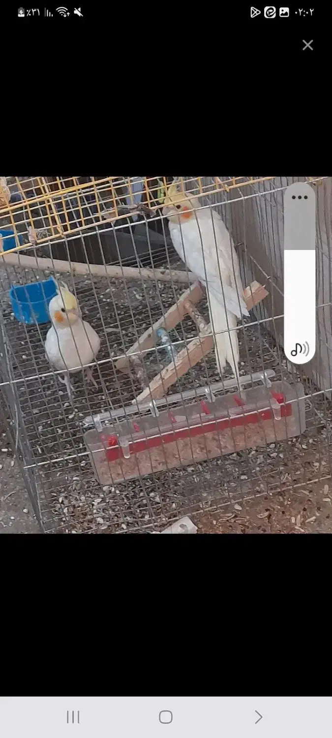 جفت مولد عروس هلندی|پرنده|دزفول, |دیوار