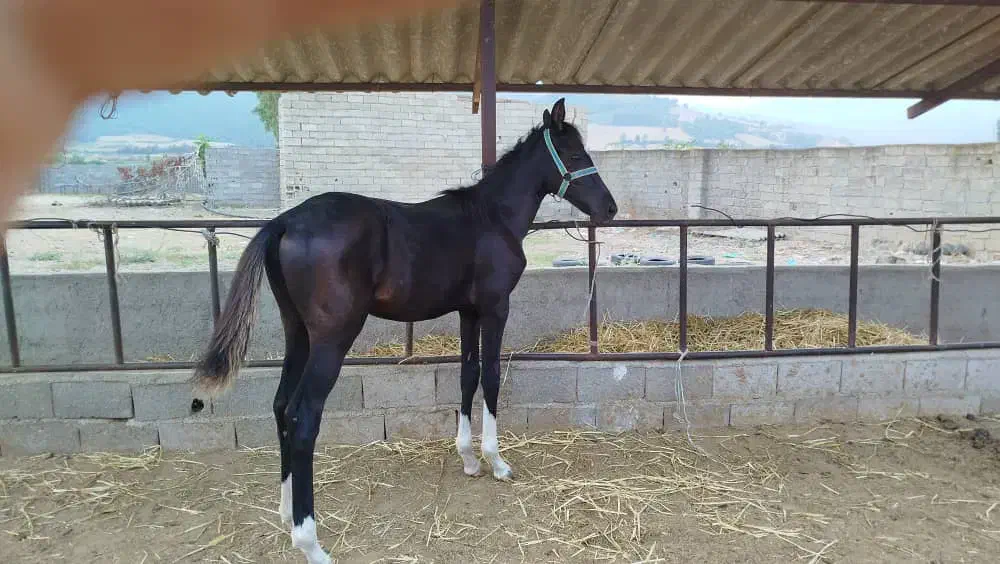 کره اسب ۶ماهه مشکی زیبا|اسب و تجهیزات اسب‌سواری|شیرگاه, |دیوار