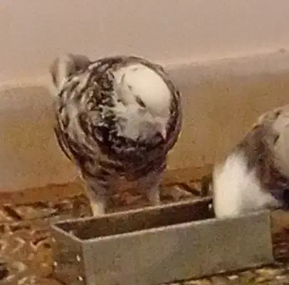 کبوتر شازده|حیوانات|اشتهارد, |دیوار