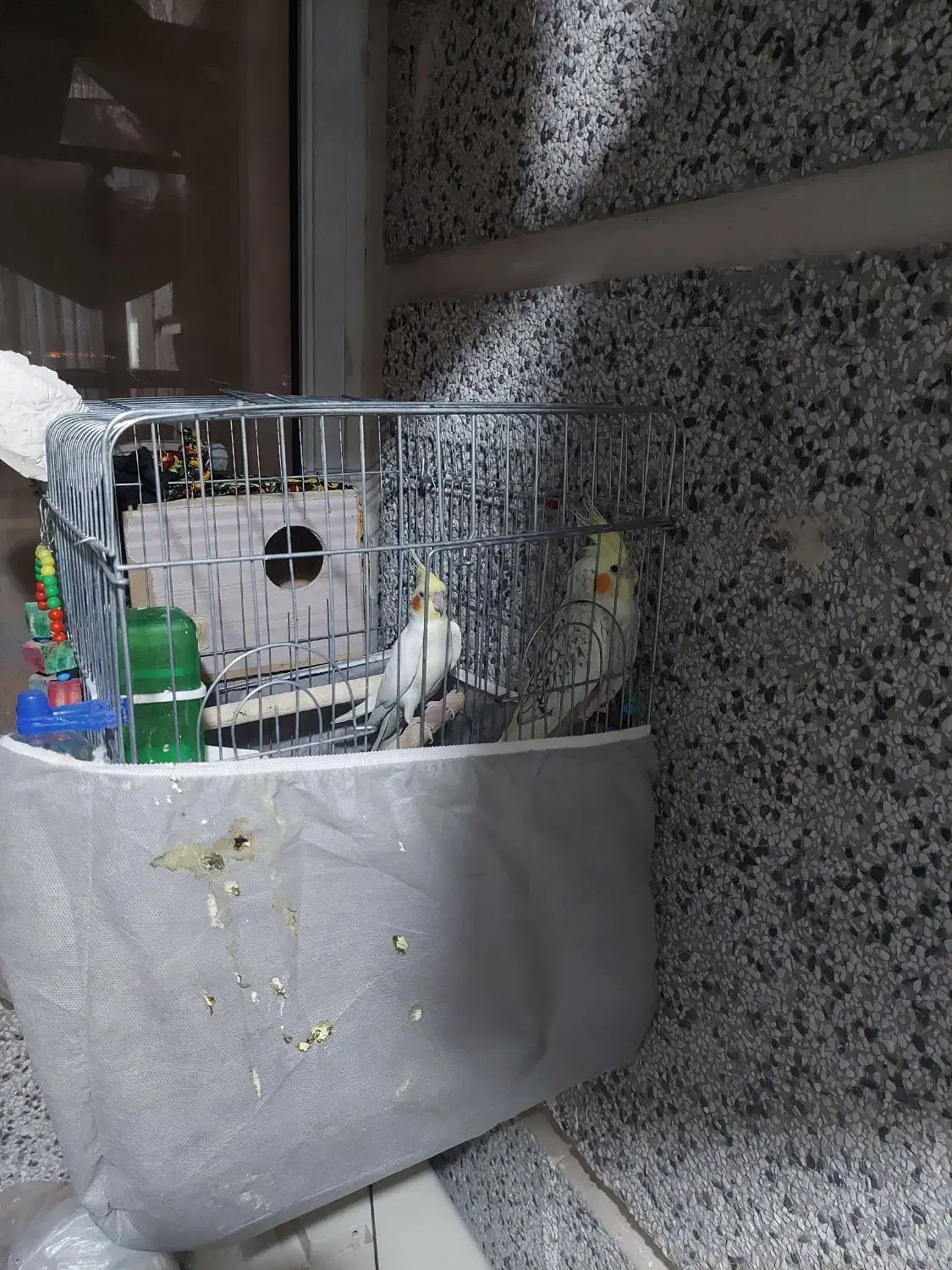 یک جفت عروس|پرنده|محمدیه-قزوین, |دیوار