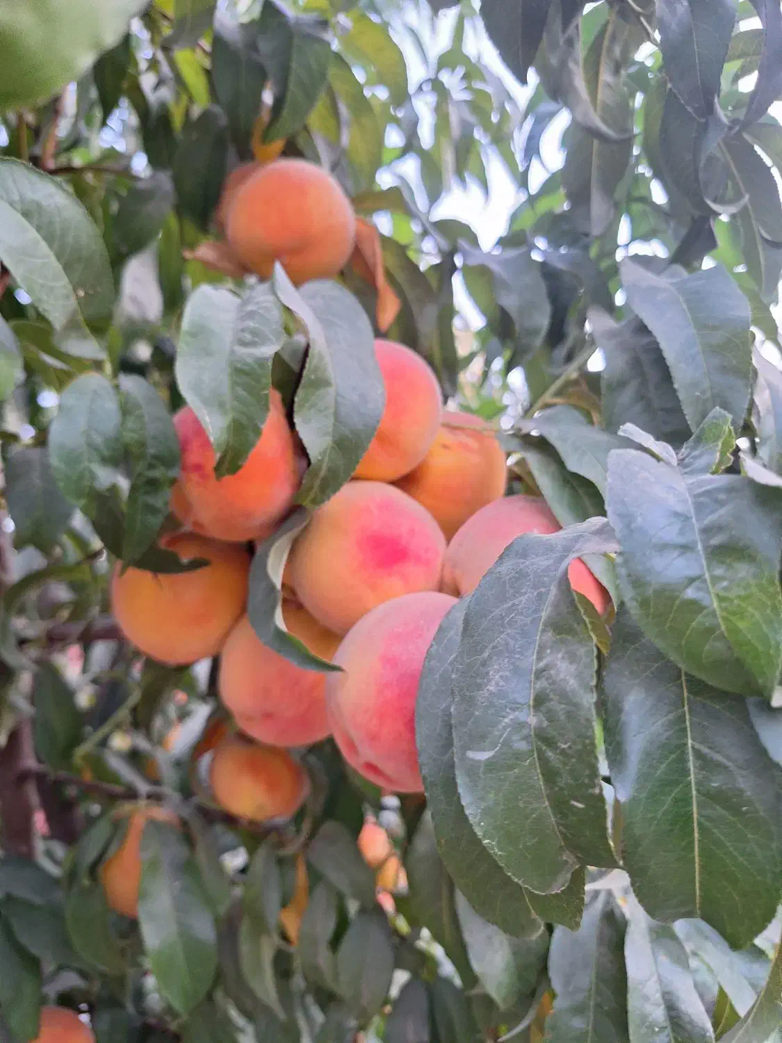 فروش چاه اب کشاورزی کمیجان|فروش دفتر صنعتی، کشاورزی، تجاری|کمیجان, |دیوار