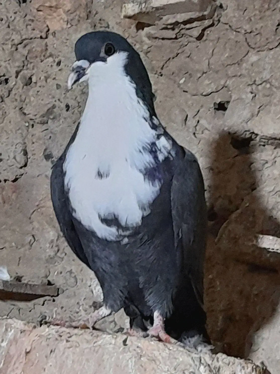 ریش ماده|پرنده|زابل, |دیوار