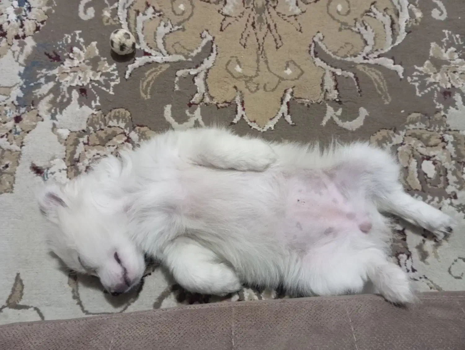 باسلام توله پامر۳ماهه شناسنامه واکسن خورده|سگ|مرودشت, سهلآباد|دیوار