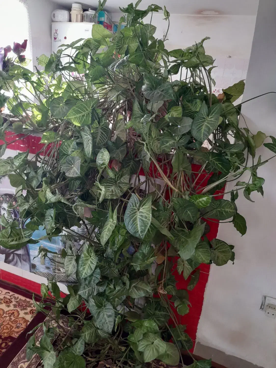 گل اپارتمانی|گل و گیاه طبیعی|اردبیل, |دیوار