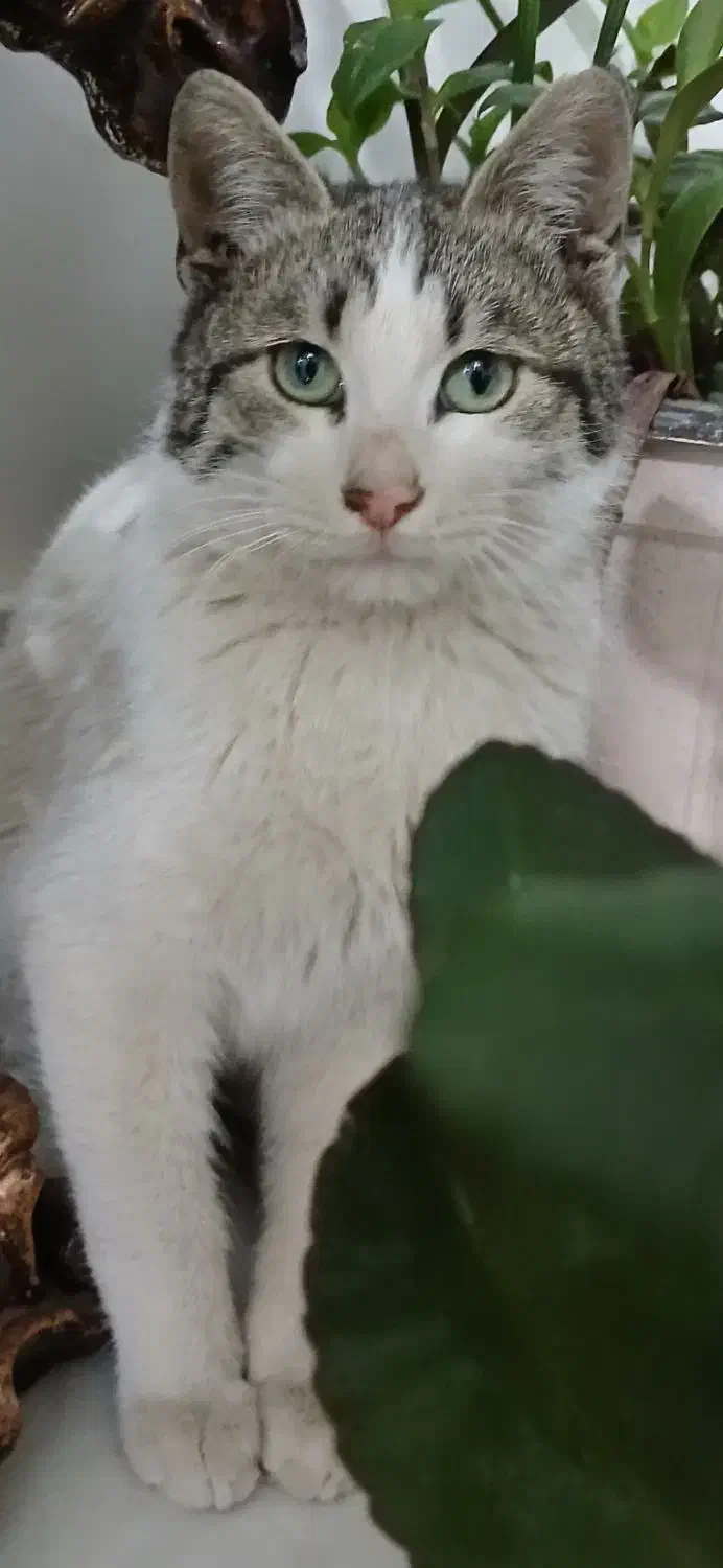 گربه گم شده|حیوانات|سبزوار, هویزه|دیوار