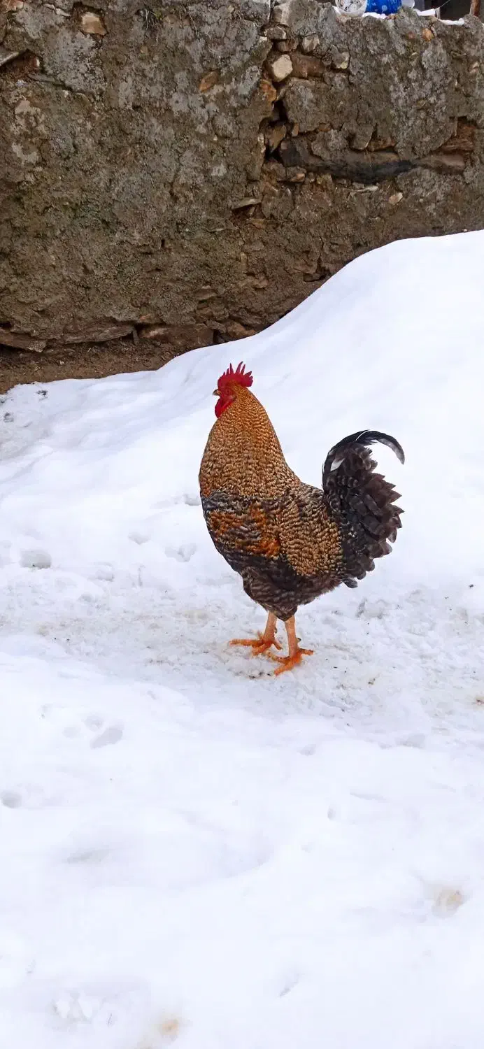 خروس|حیوانات مزرعه|خاو و میرآباد, |دیوار