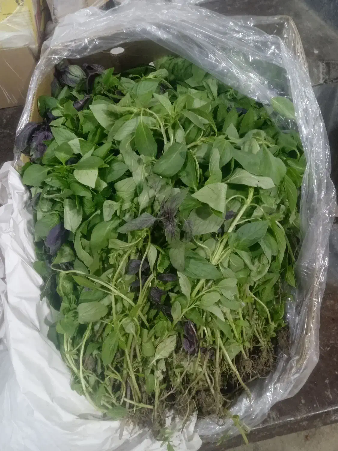 سبزی|خوردنی و آشامیدنی|بهبهان, |دیوار