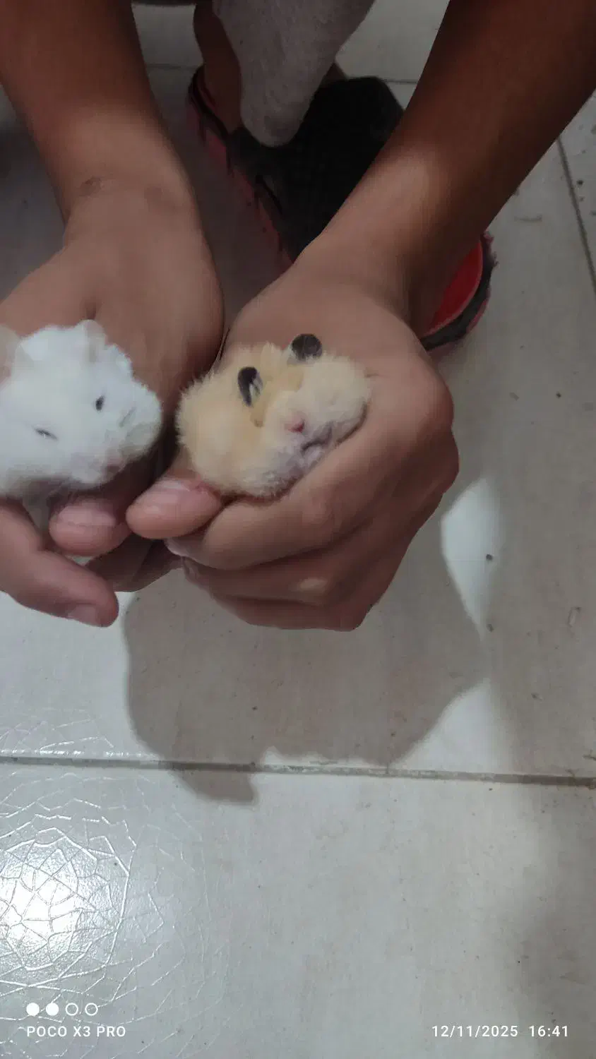 دوعددهمستر|موش و خرگوش|کرمان, |دیوار