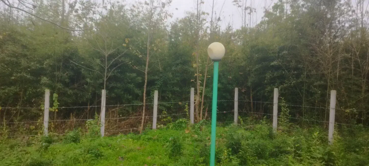 فروش گیاه بامبو خیزران در باغ|گل و گیاه طبیعی|سیاهکل, |دیوار