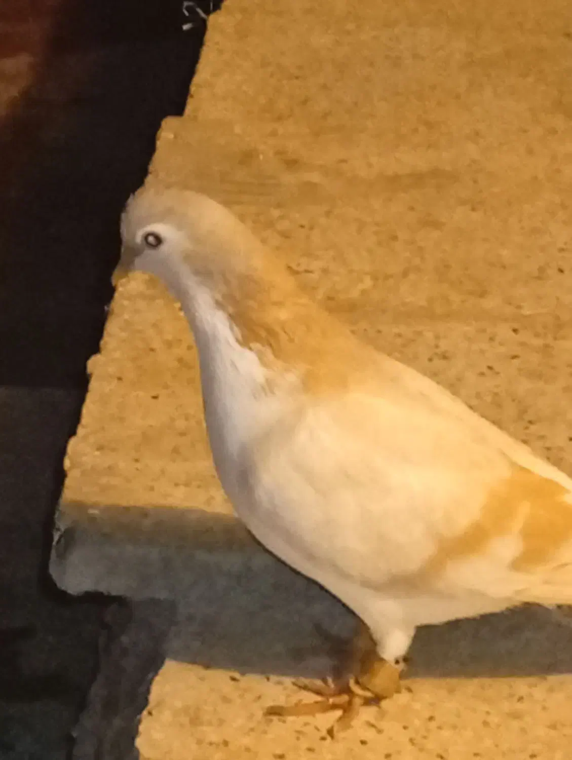 جوجه|پرنده|نیشابور, مازول|دیوار