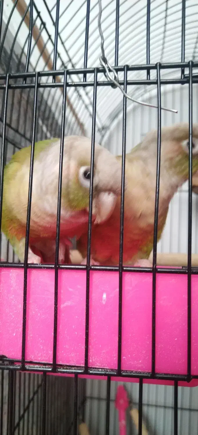 گرینچیک عروس هلندی مرغ عشق|پرنده|مشهد, شهرک مهرگان|دیوار