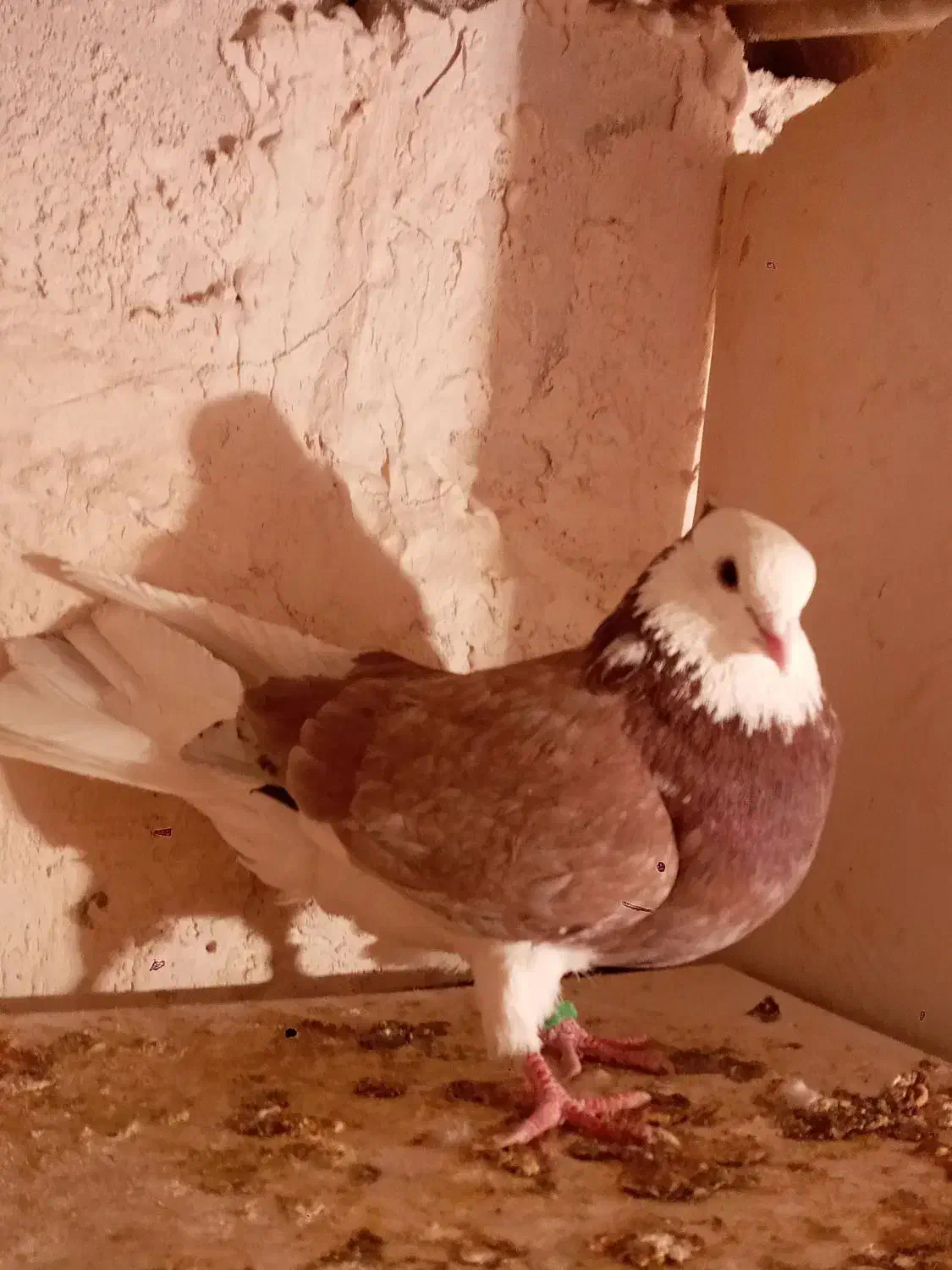 کبوتر‌نر‌‌درشت|پرنده|ابهر, |دیوار