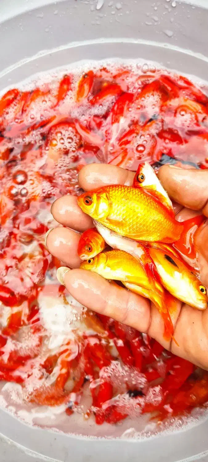 ماهی قرمز|ماهی|چالوس, |دیوار