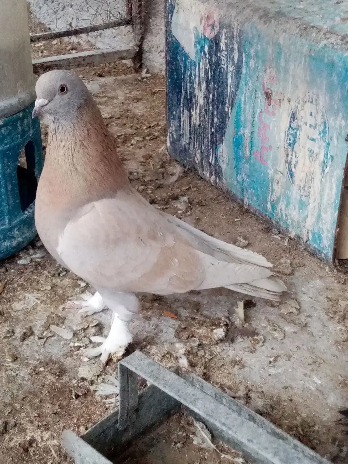 کفتر|پرنده|شیراز, کوشک میدان|دیوار