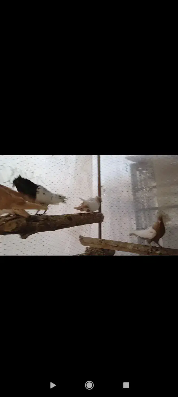 سبز پلاکی دو خط هفترنگ نر کله سینه زرد|پرنده|مشهد, شهرک صنعتی توس|دیوار