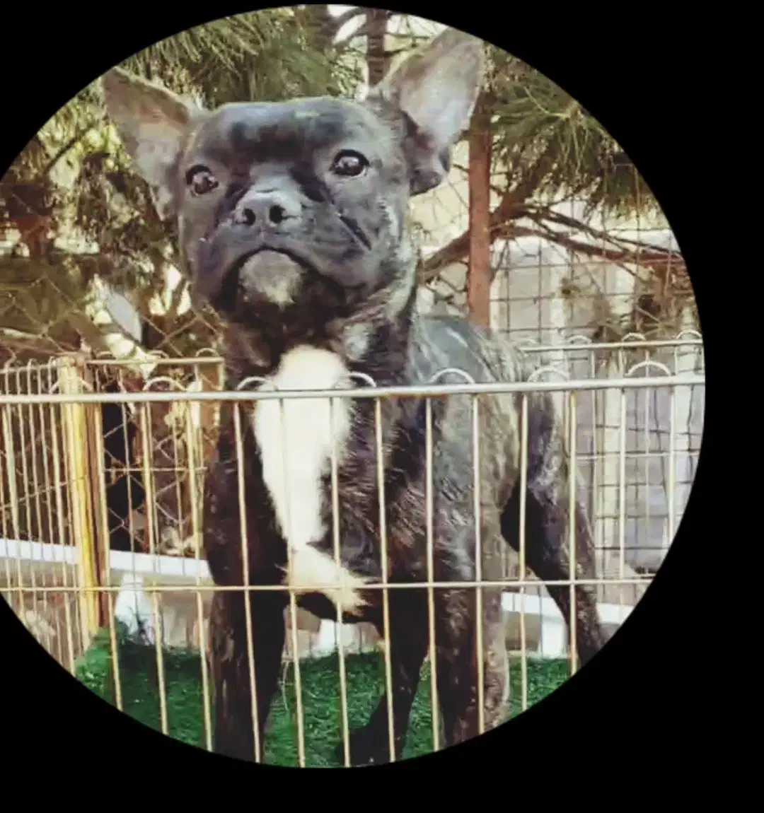 واگذاری فوری سگ های اصیل|سگ|تهران, ترمینال غرب|دیوار