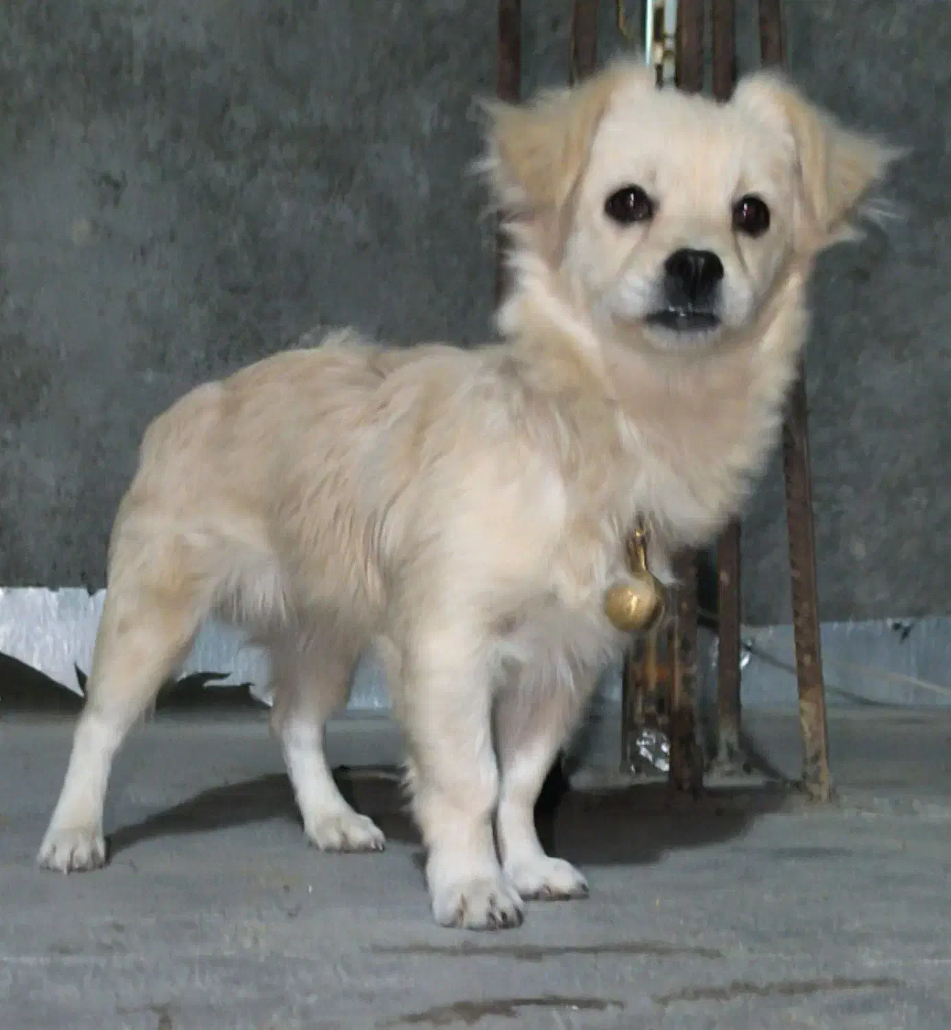 حیوان خانگی|سگ|خمینیشهر, |دیوار