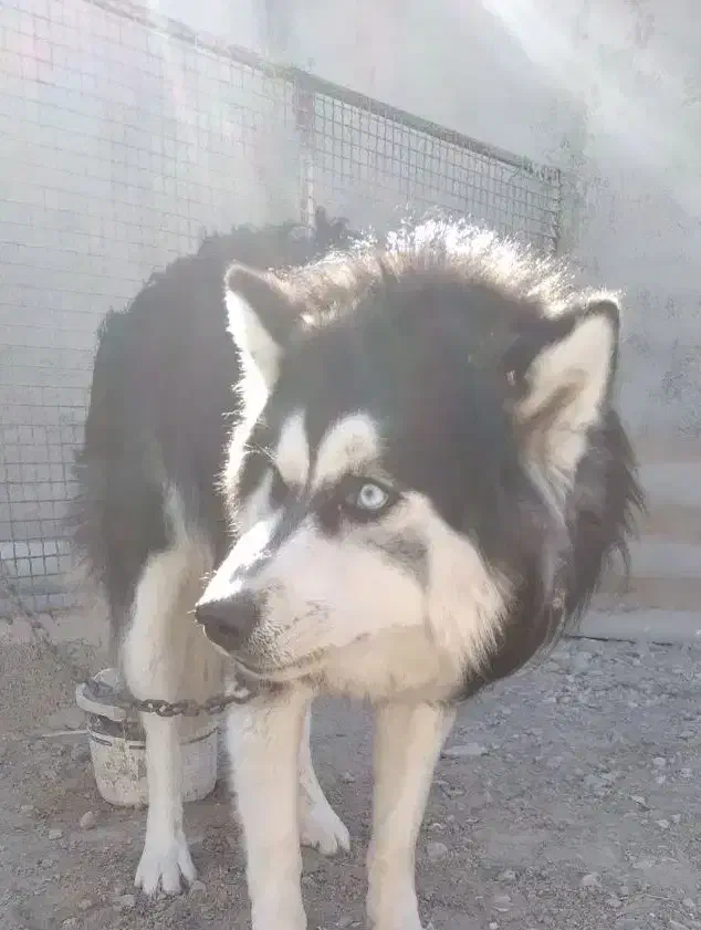 سگ هاسکی|سگ|رباط‌کریم, پرندک|دیوار