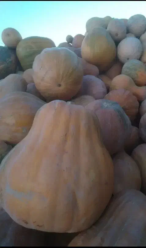 کدو حلوایی شیرین حراج|حراج|مشگین شهر, |دیوار