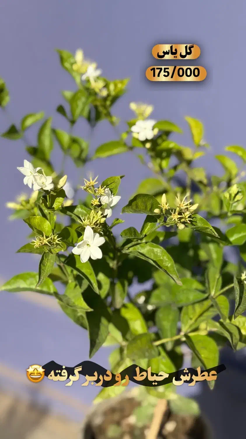 گیاه بیرونی(مناسب تراس و باغچه)اهواز|گل و گیاه طبیعی|اهواز, کیان اباد|دیوار