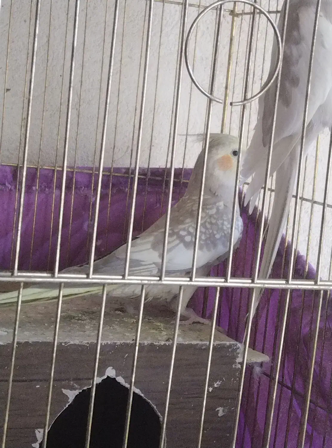 عروس هلندی|پرنده|ایوان, |دیوار