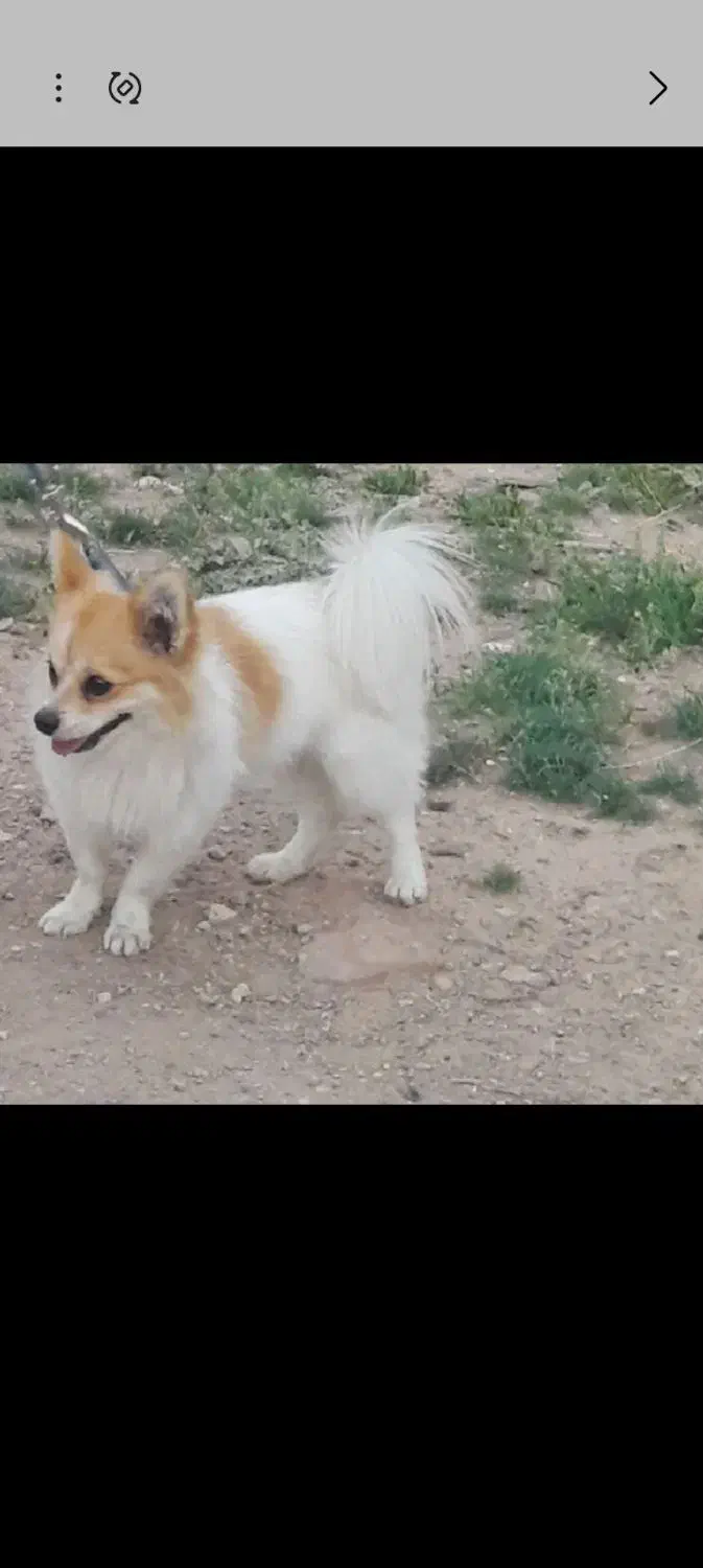 سگ گمشده|حیوانات|قزوین, |دیوار