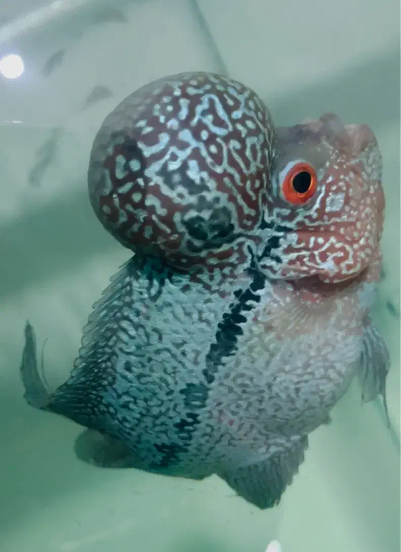 ماهی فلاور هورن و کامفا|ماهی|تهران, سعیدآباد|دیوار