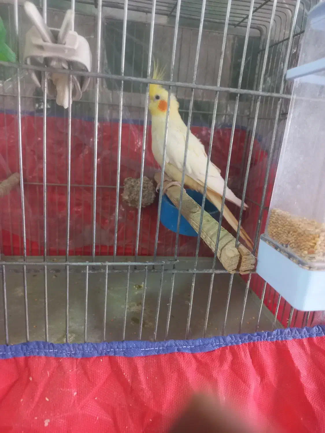 عروسهلندیمادهوجوجهعروس|پرنده|بروجرد, |دیوار