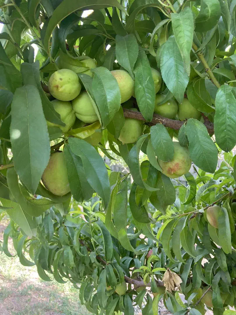 ۲۰۰۰مترباغ با سندتک برگ/زمین/باغچه|فروش زمین و ملک کلنگی|تهران, شهرک ولیعصر شمالی|دیوار