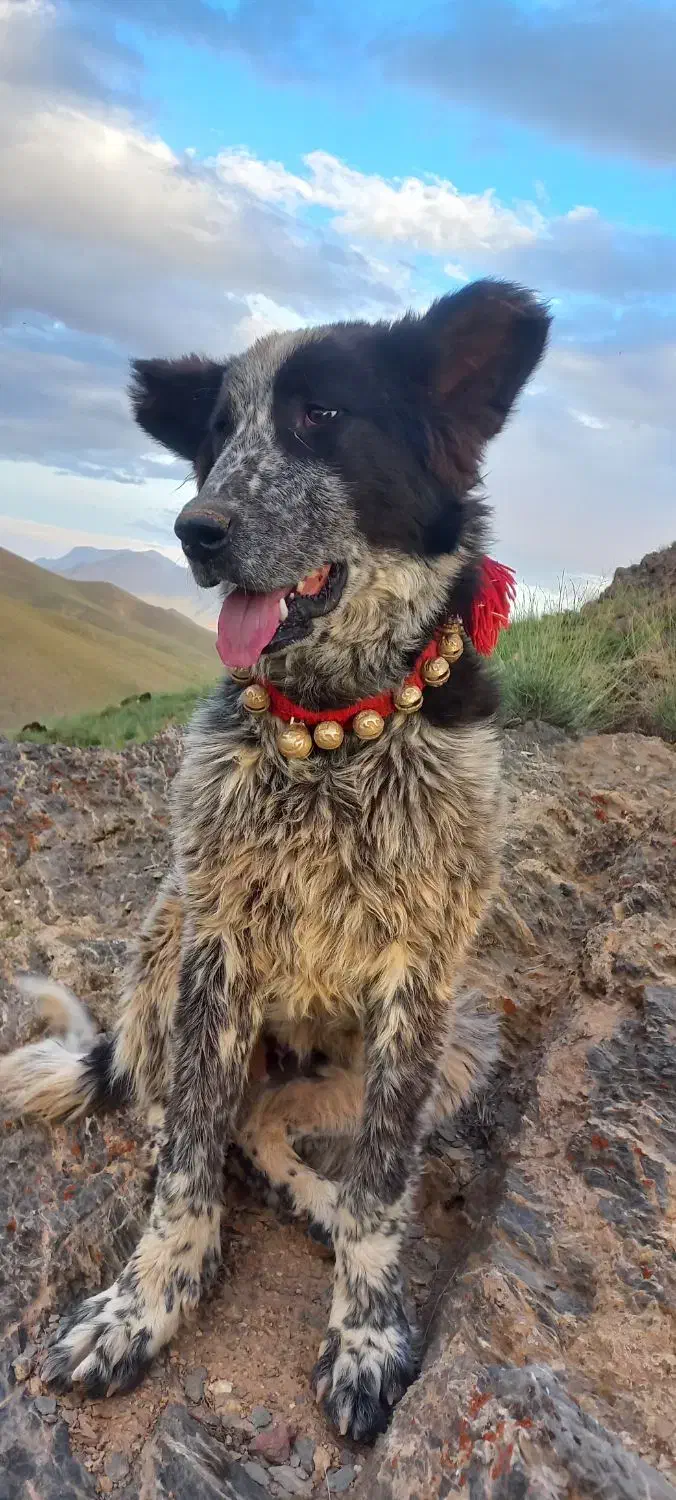 واگذاری سگ گله درجه یک خوشرنگ|سگ|زنده رود, |دیوار