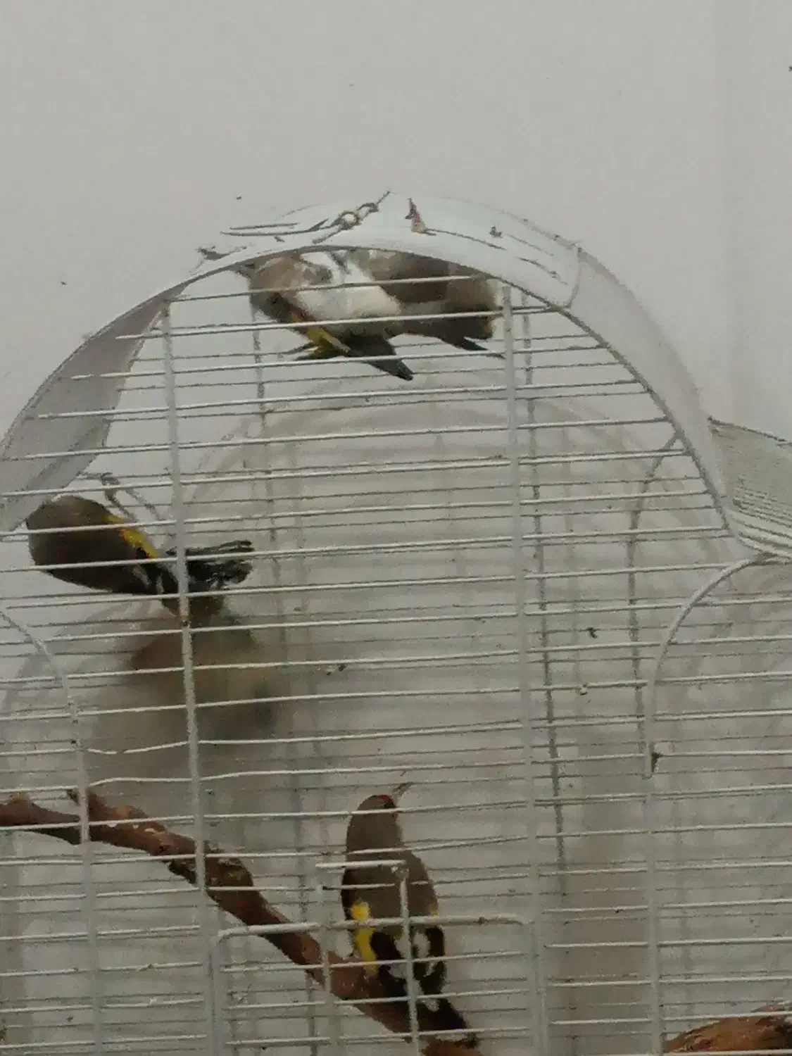 سهره قناری فنچ|پرنده|تهران, توحید|دیوار