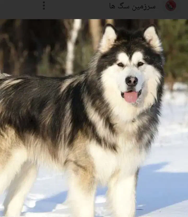 هاسکی گمشده|حیوانات|بیرجند, |دیوار