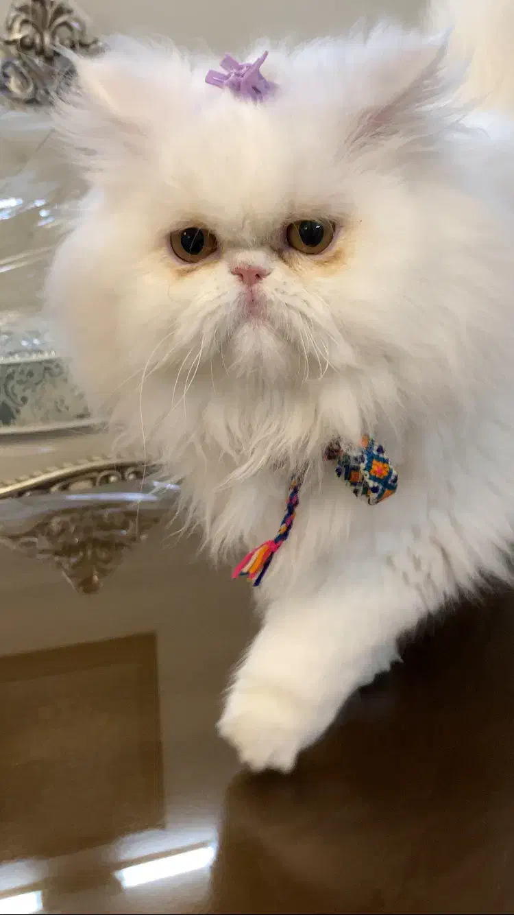 گربه پرشین|گربه|اصفهان, تیران|دیوار