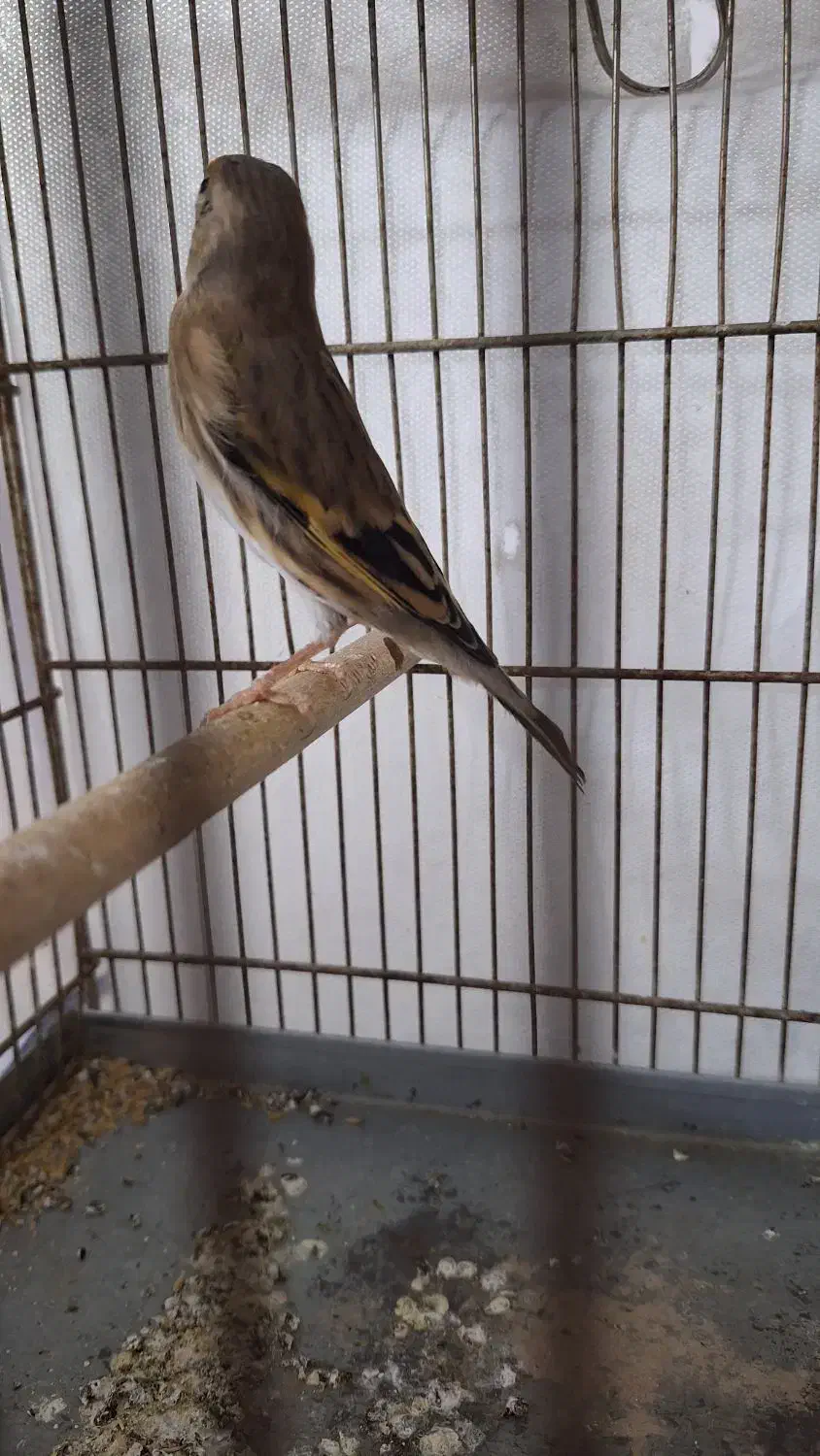 سهره قناری نر|پرنده|قم, شاه سید علی|دیوار