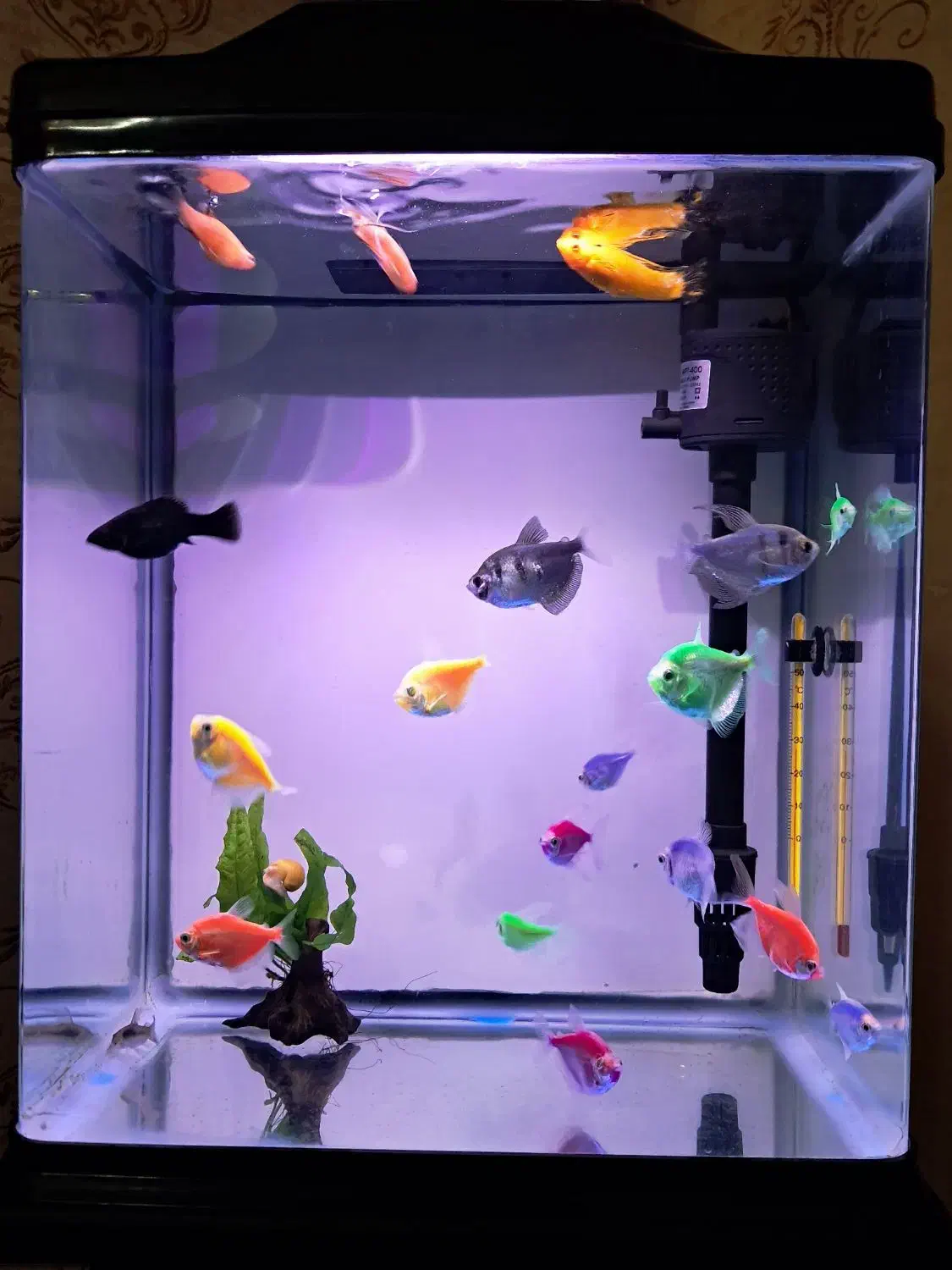 ماهی کالر مولی20عدد|ماهی|تبریز, |دیوار