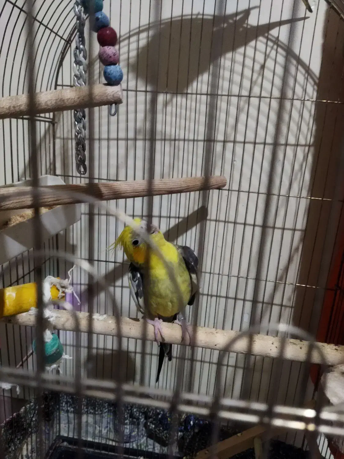 عروس هلندی|پرنده|شاهین‌شهر, شهرک سایت|دیوار