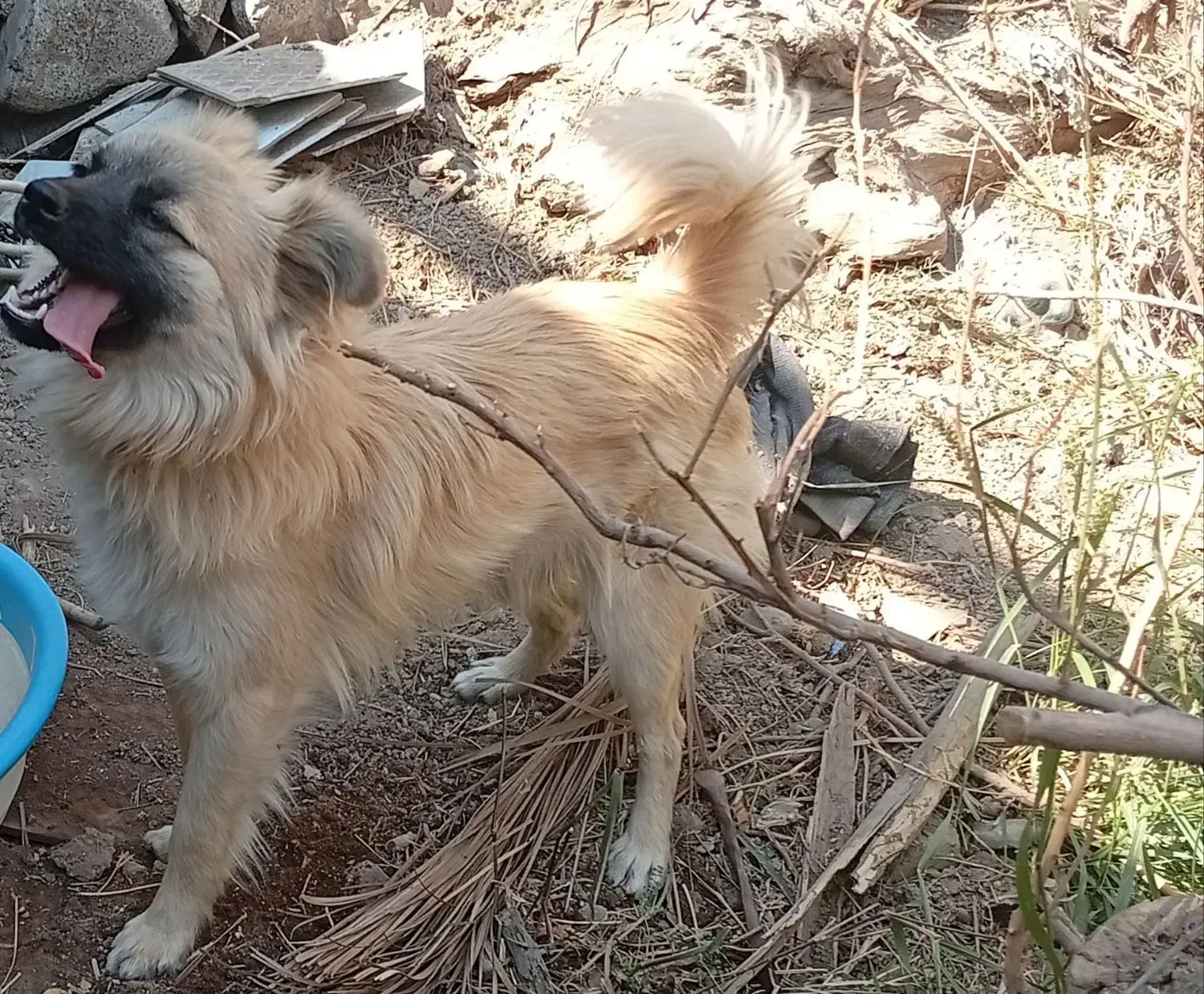 سگ پامر اشپیتز|سگ|جیرفت, |دیوار